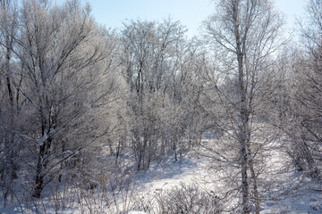 Fototapeta na wymiar 冬の寒い朝の川原の霧氷 
