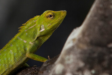 Close ups of huge reptiles from exotic places