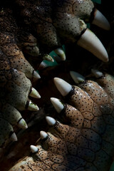 Close ups of huge reptiles from exotic places