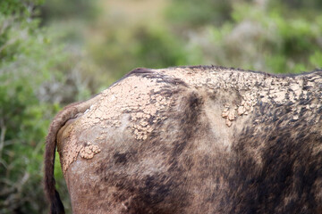 Addo Elephant National Park: hindquarters of Cape buffalo showing mud clinging to it hence nickname of daggaboy (mud boy)