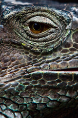 Fototapeta premium Close ups of huge reptiles from exotic places