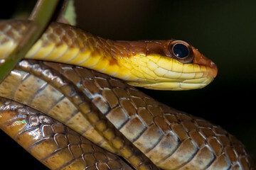 Close ups of huge reptiles from exotic places