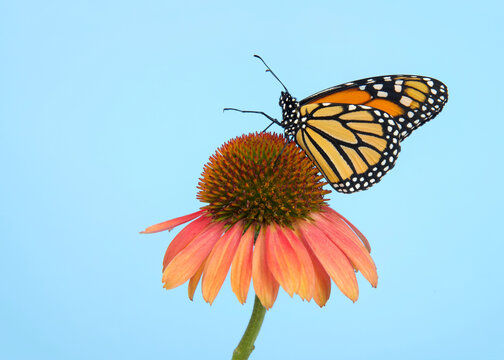 Monarch butterfly on top of a pink and peach colored cone flower, one leg extended reaching forward. Profile view with light blue background.