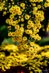 Chrysanthemums blooming in October