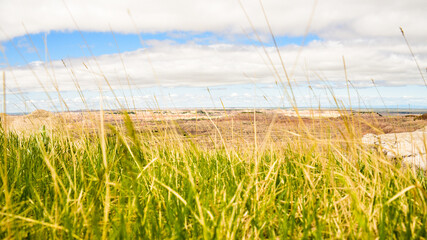 wheat field and blue sky