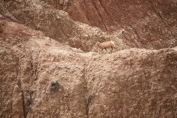 sheep in the mountains