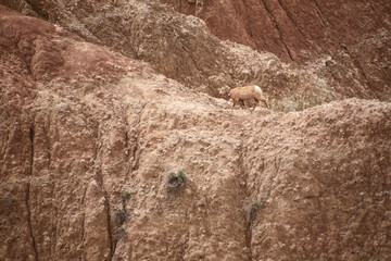 sheep on the mountain