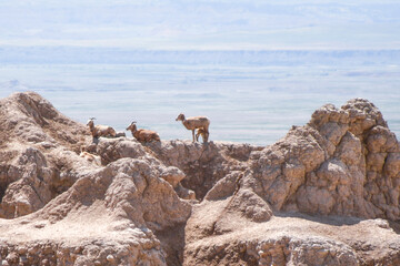 mountain goat on the rocks