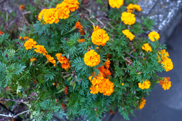 yellow flowers