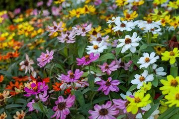 Fototapeta premium flowers in the garden