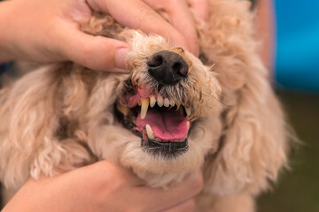Veterinarian specialist at work checking dog's mouth and teeth in animal hospital