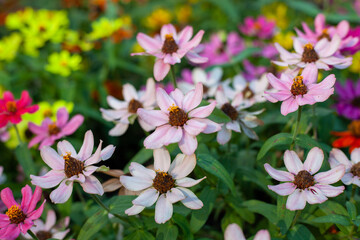 pink and white flowers