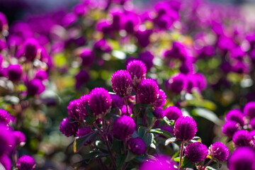 purple flowers in the garden