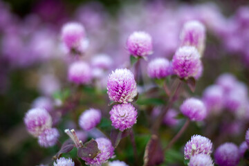 close up of lavender flowers