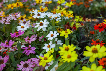 yellow and red flowers