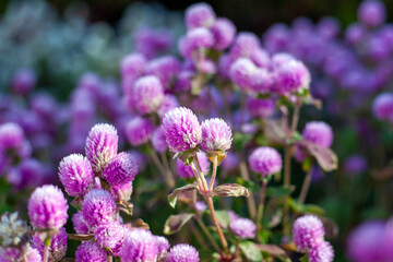 close up of lavender