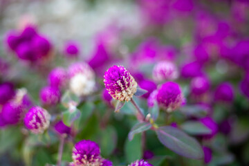 flowers in the garden