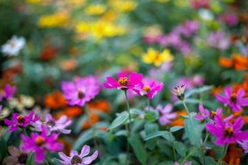 flowers in the garden