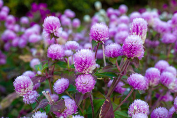 Obraz premium flowers in the garden