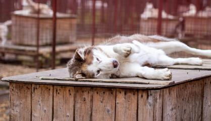 Siberian husky dog lying on a wooden house. The dog is lying, bored.