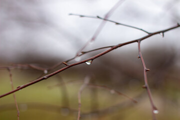 Water drops after rain on tree branches with a blurred background.