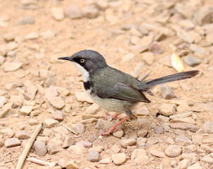 Addo Elephant National Park: Bar-throated Apalis
