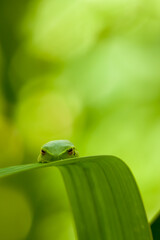 Crouched down on a moist shady flat leaf and enjoying the camouflage, a tiny Graceful tree frog (Litoria gracilenta)
sits quietly conserving energy  in the middle of the day.