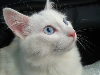 Turkish Angora Cat
White cat with blue eyes - Turkish Angora Cat - Little cat at home