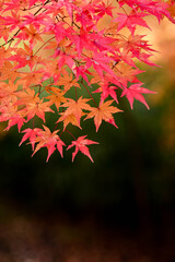 In the garden from fall to winter.