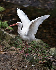 White Ibis bird stock photo. Portrait. Image. Picture. Photo. White Ibis bird close-up profile view blur background. Spread wings. Stretching wings. Span wings. Angelic wings. Blue Eye.