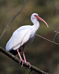 White Ibis Stock Photos. White Ibis close-up profile view perched on a branch with blur background, displaying white feathers plumage, eye, in its environment and habitat. Image. Portrait. Picture.