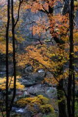 A river flows through the valley. Autumn landscape. Shot in Odamiyama, Ehime, Japan. Ishizuchi Quasi-National Park.