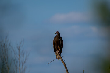 Turkey Vulture Patiently Waiting
