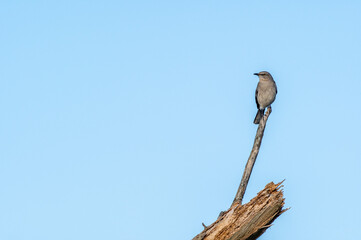 Bird watching from High