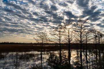 Tree Line in Swamp with Mottled Clouds