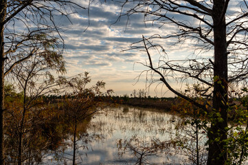 Swamp under Mackerel Sky