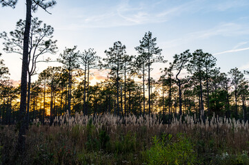 Long Leaf Pine Savannah with tall grass seed heads 1