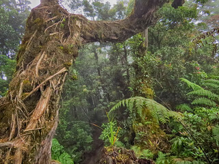 Branches of ld trees in the forest lead the way to the inner part of the forest