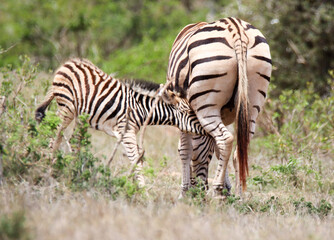Fototapeta na wymiar Addo Elephant National Park: a zebra foal suckling