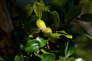 ウバメガシのドングリ © FUJIOKA Yasunari