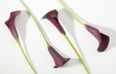 four purple calla lilies flowers decoration with green stem on white surface