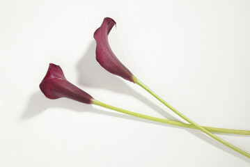 two purple calla lilies on white surface - obrazy, fototapety, plakaty