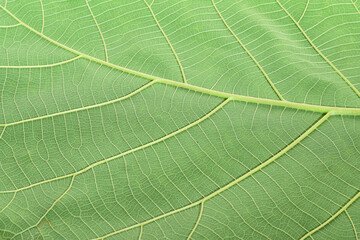 close up of green leaf