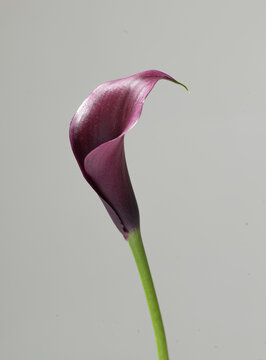 one purple calla lily blossom on green stem isolated on gray background