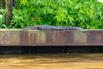 Gator stretched out besides river in Florida swamp