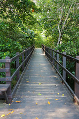 Mangrove Forest Boardwalk 2