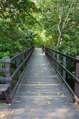 Obraz premium Mangrove Forest Boardwalk 2