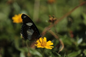 black butterfly on a flower