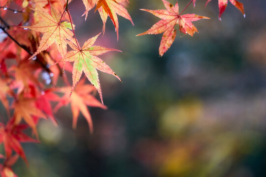 Red leaves. It is a beautiful autumn landscape.