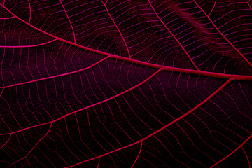 Fototapeta na wymiar Close up of leaves decorated with dark colors for designs.